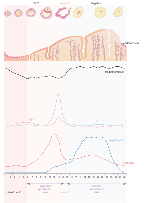 Hormonális változások a menstruációs ciklusban, ösztrogén dominancia