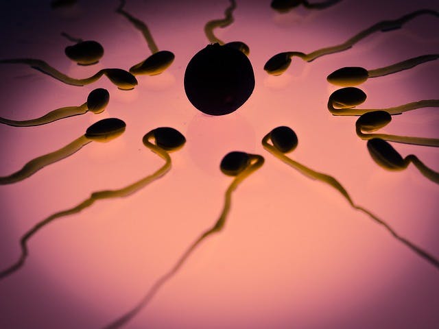 A spermák 5 napig életképesek és körülveszik a petesejtet, ez a szimptotermális-módszer egyik alappillére