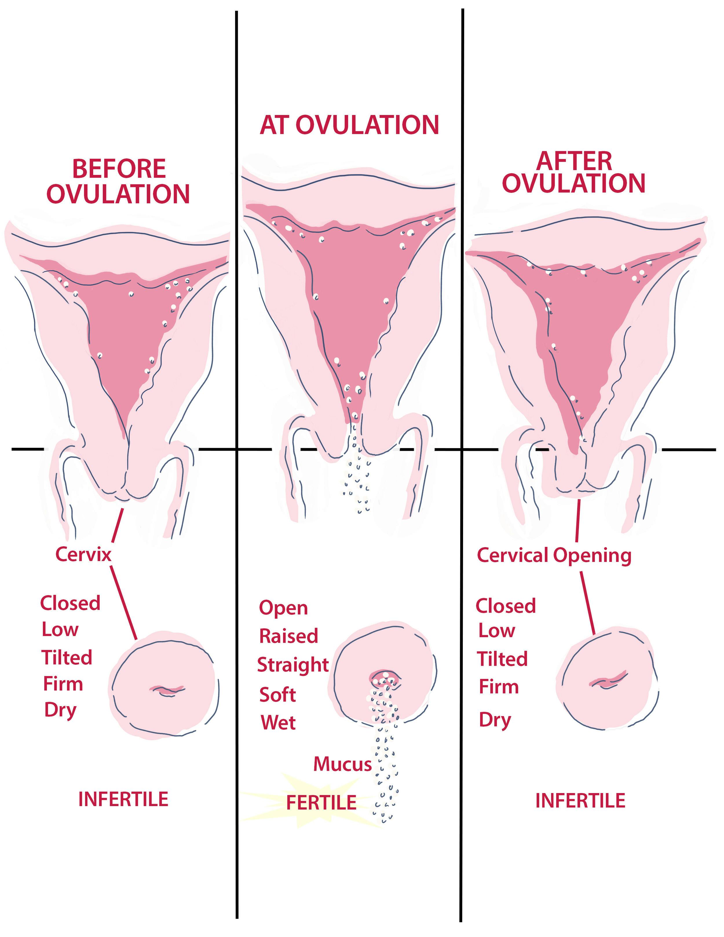 A méhszáj helyzetének változása ovuláció előtt és után