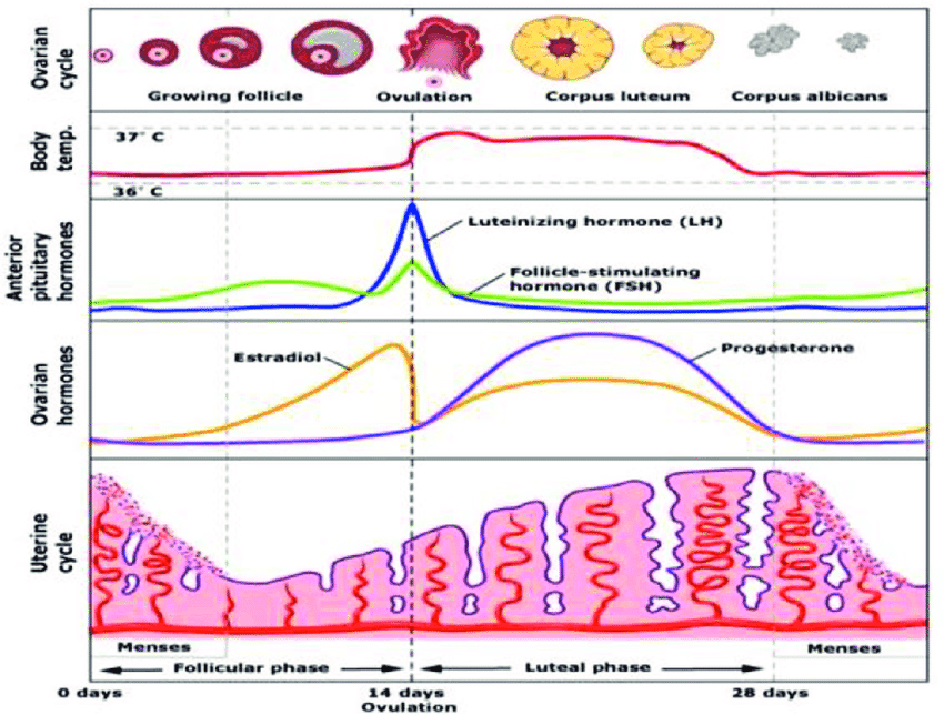 Hormonális változások ovulácio előtt es után