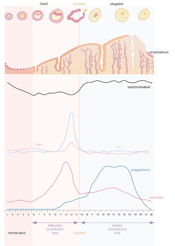 Hormonális változások a menstruációs ciklusban, progeszteronhiány